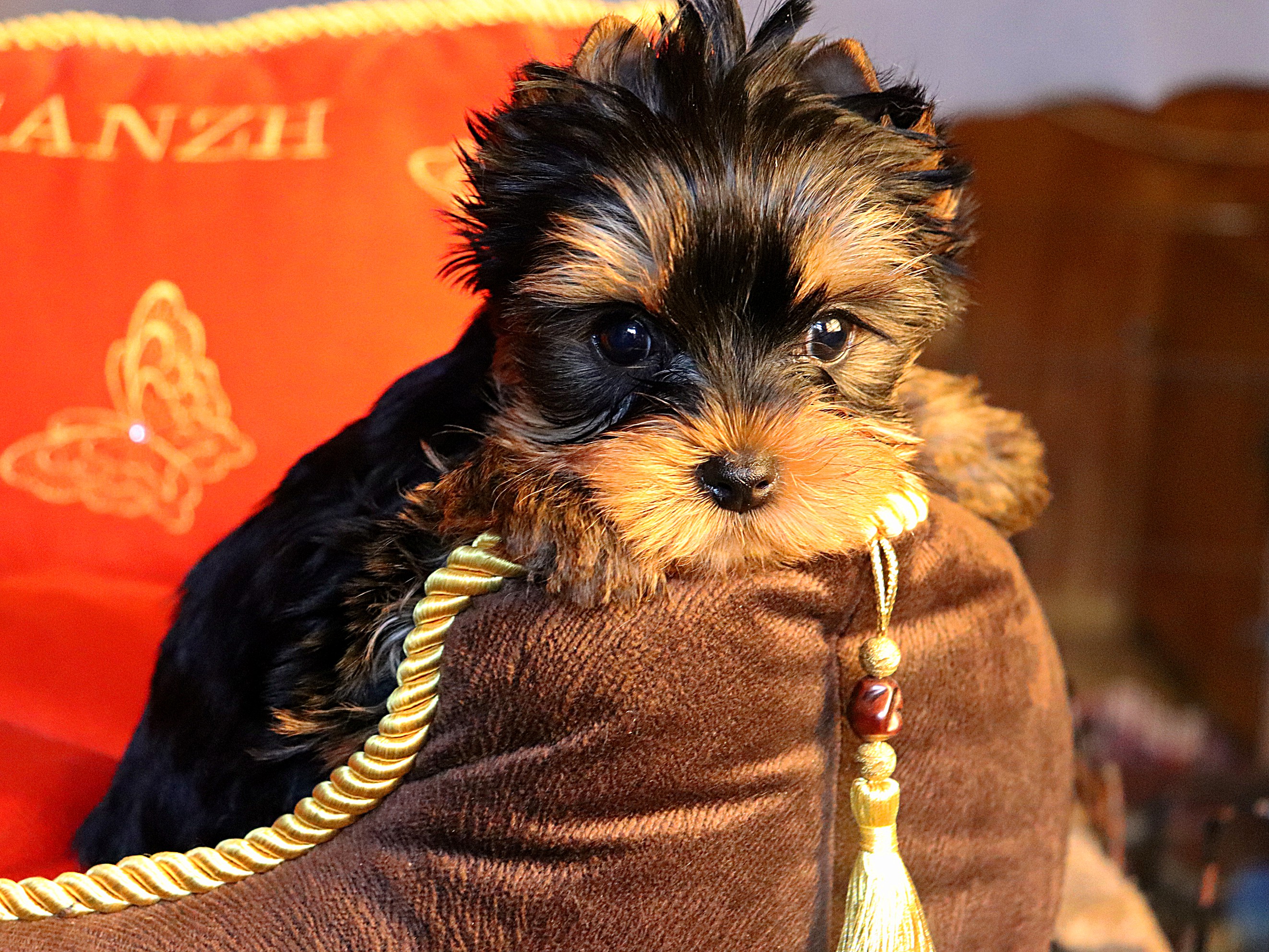 Lesanzh LESANZH ZEFIR &mdash; Labaza DogPedigree YorkshireTerrier